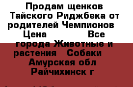 Продам щенков Тайского Риджбека от родителей Чемпионов › Цена ­ 30 000 - Все города Животные и растения » Собаки   . Амурская обл.,Райчихинск г.